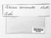 Cyathicula coronata image